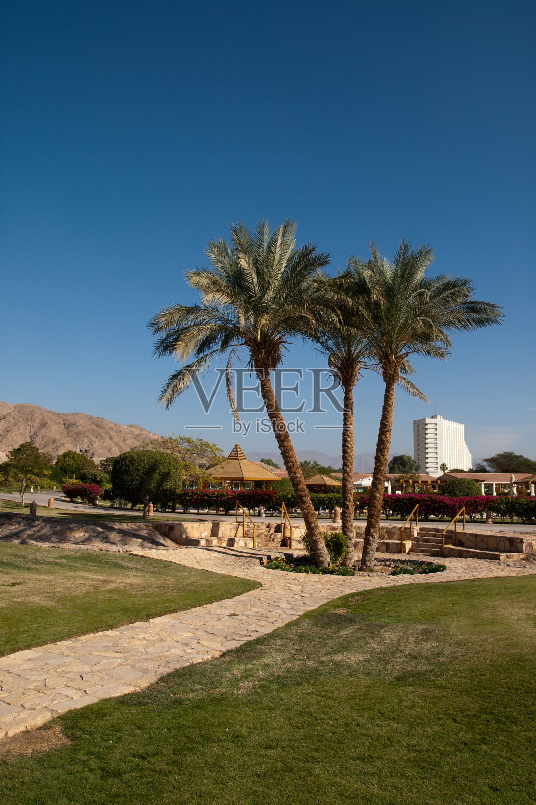 三个棕榈树照片摄影图片