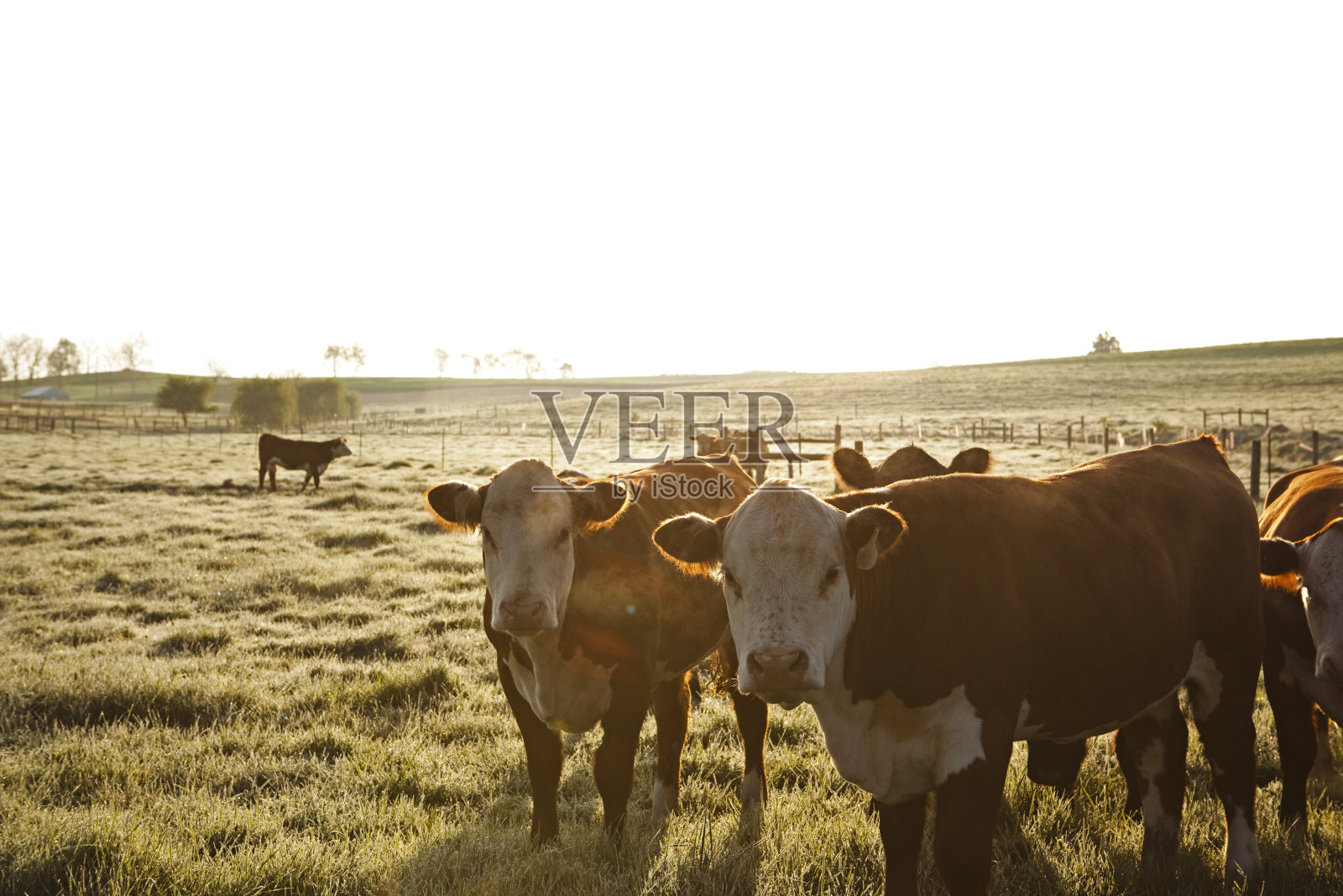 牛照片摄影图片
