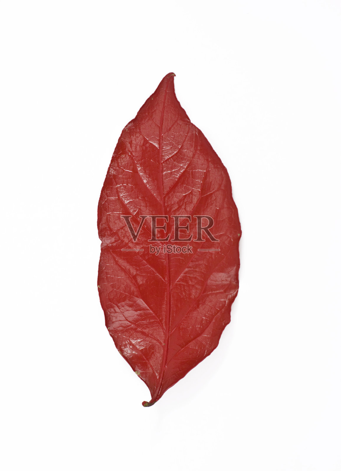 手颜色的叶子照片摄影图片