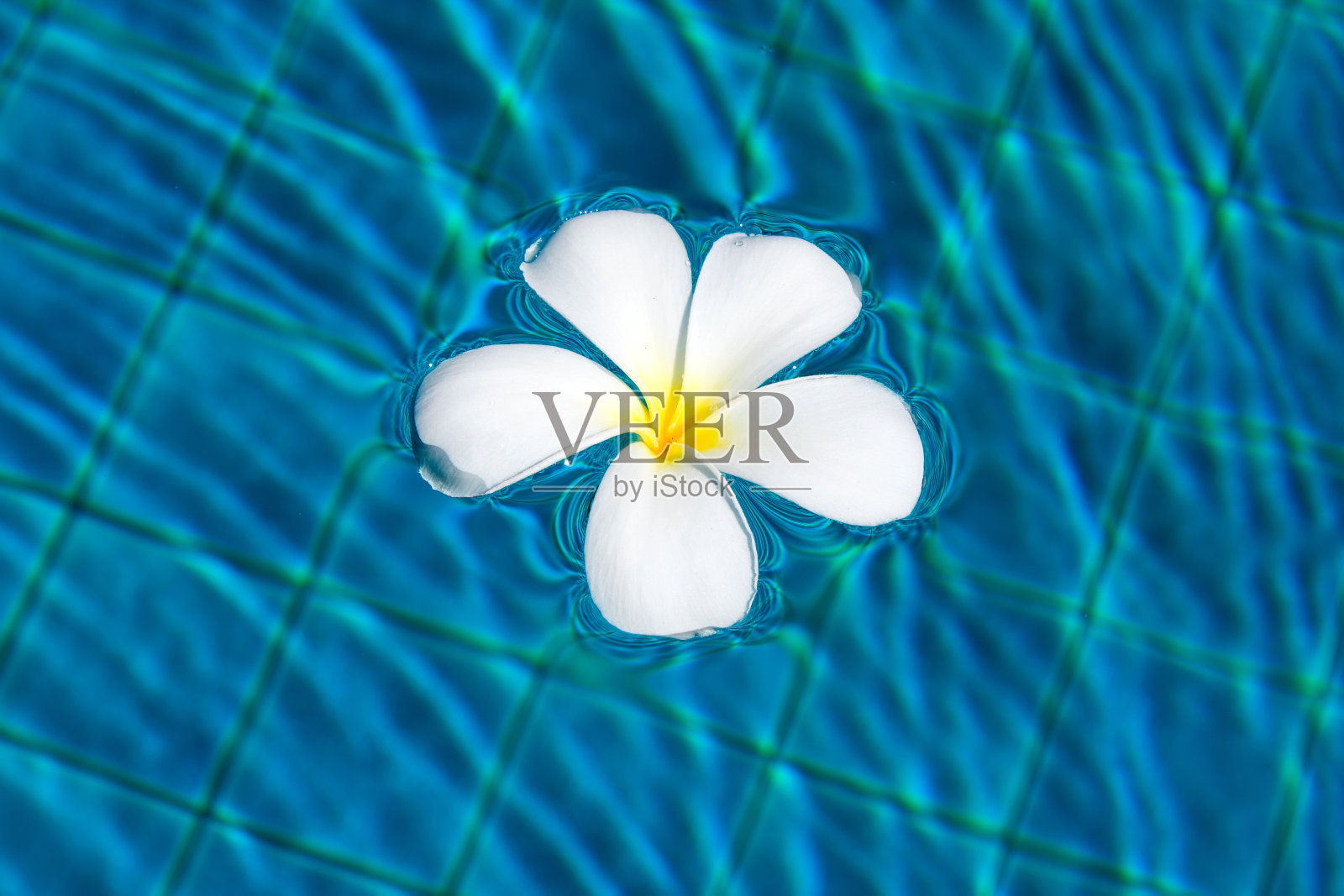 鸡蛋花花照片摄影图片