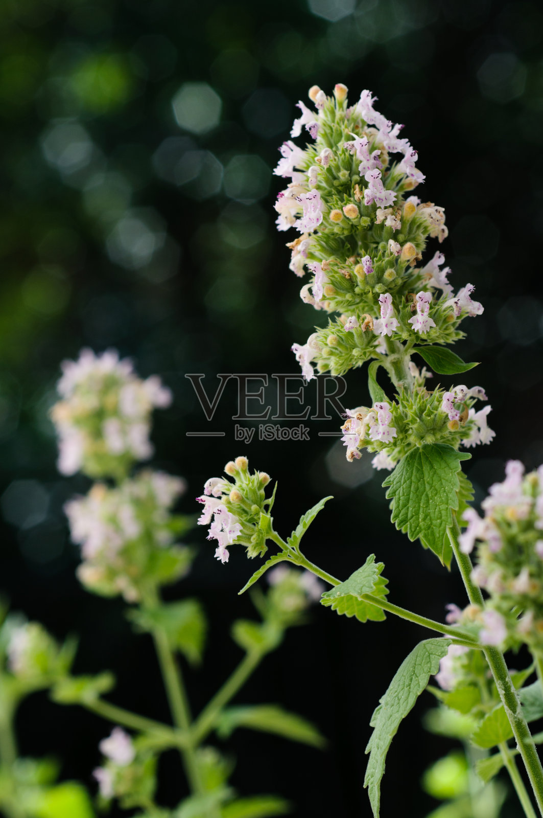 卡特明特/卡特尼普照片摄影图片