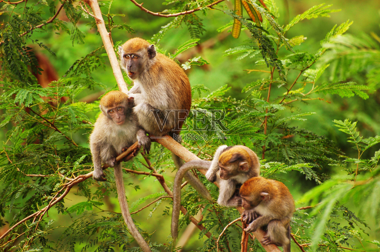 猴子森林照片摄影图片