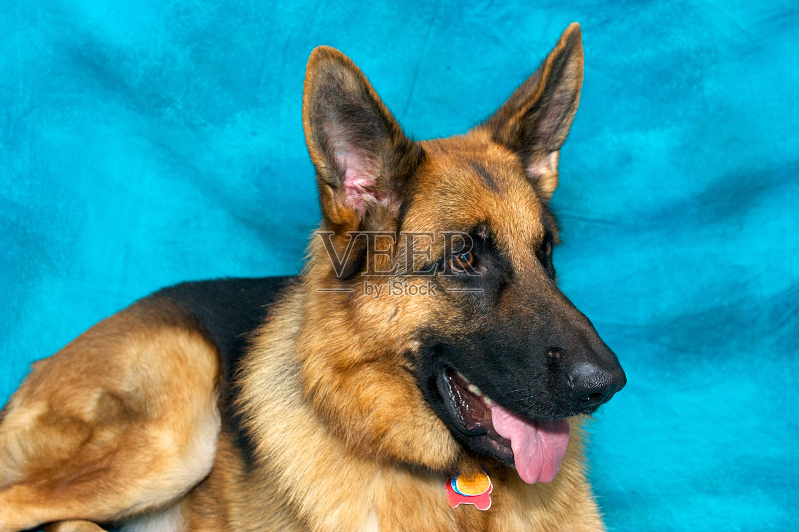 德国牧羊犬躺下喘着气照片摄影图片