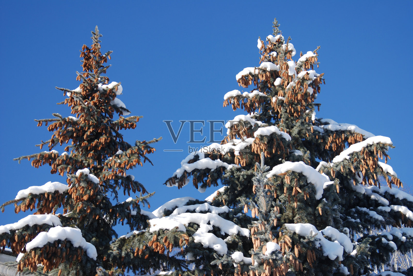 白雪覆盖的树在一个阳光明媚的冬日照片摄影图片