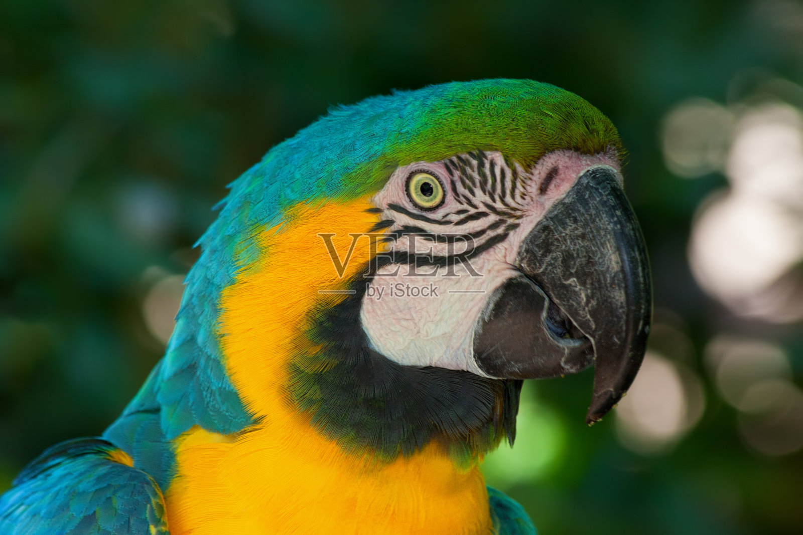 金刚鹦鹉鹦鹉照片摄影图片