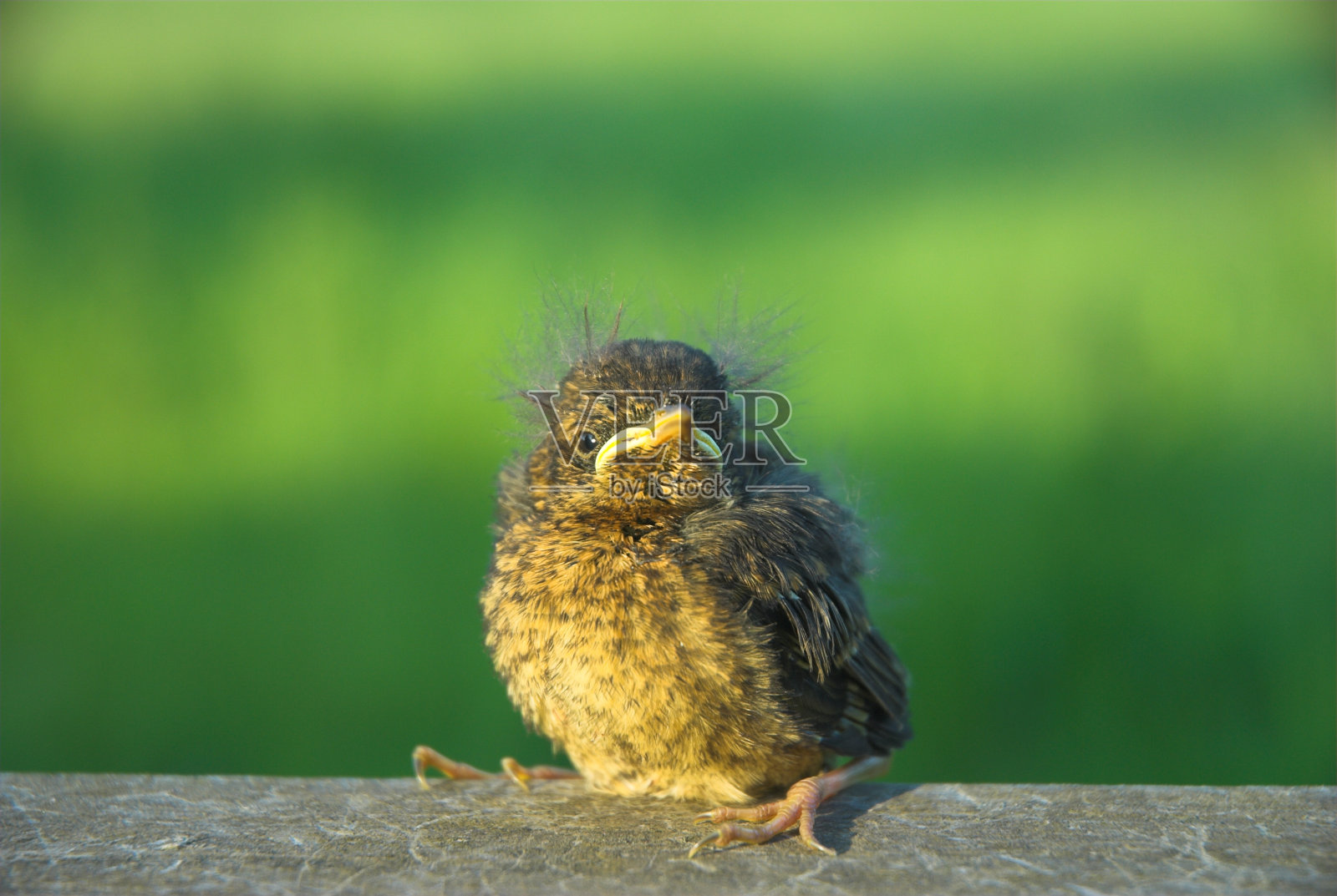 黑鸟初出茅庐者照片摄影图片