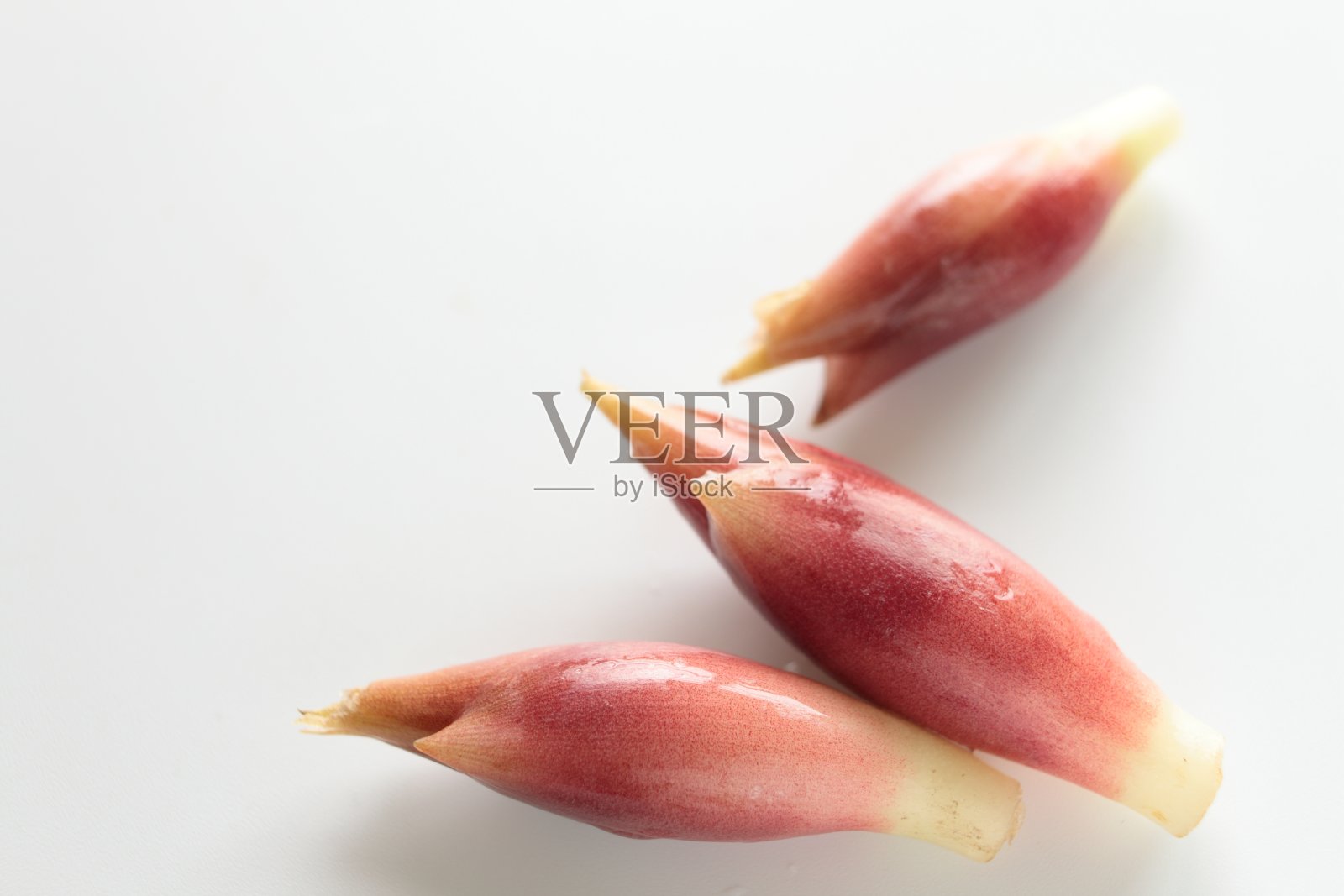 日本姜Myoga照片摄影图片