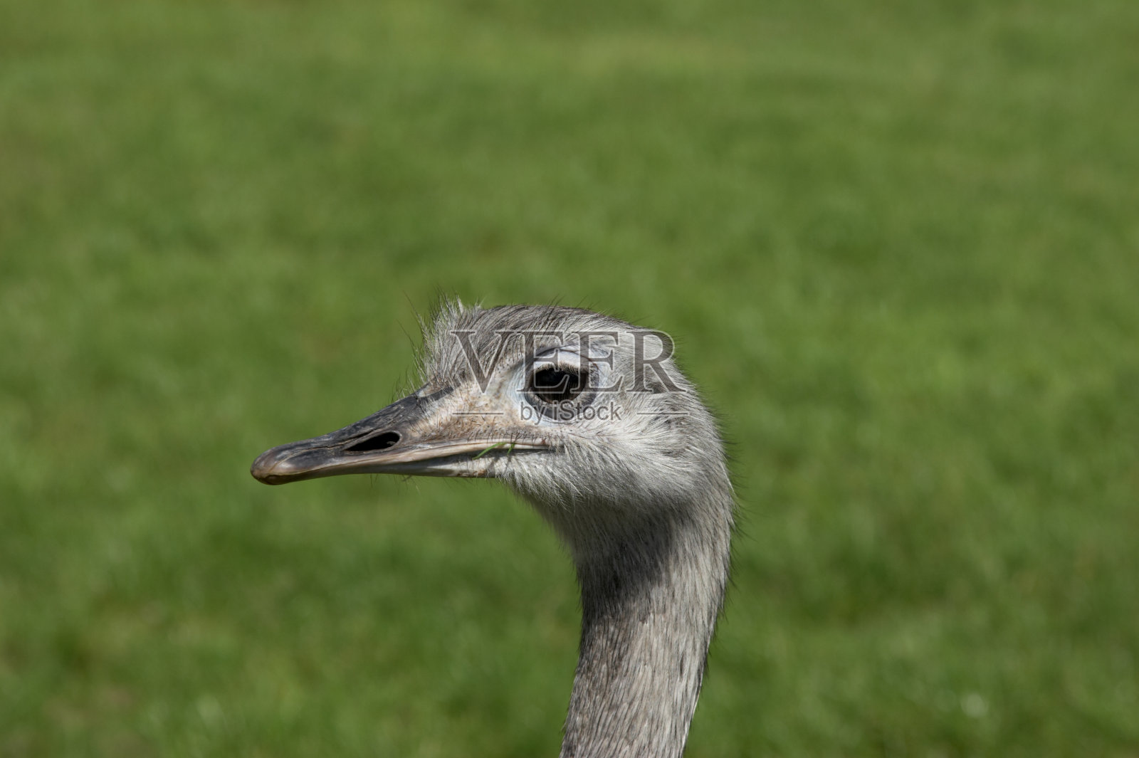 鸵鸟头近的侧面视图照片摄影图片