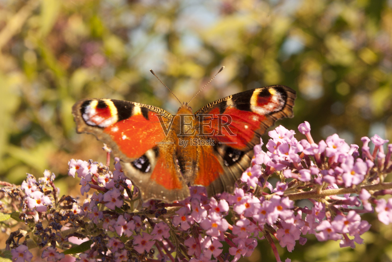 inachis我照片摄影图片