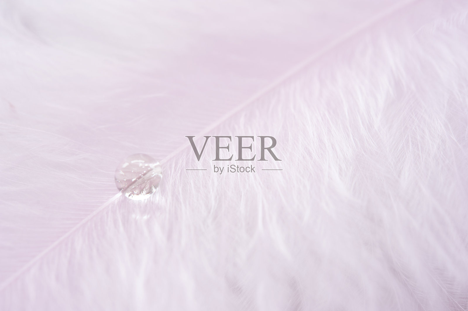 把一根羽毛照片摄影图片