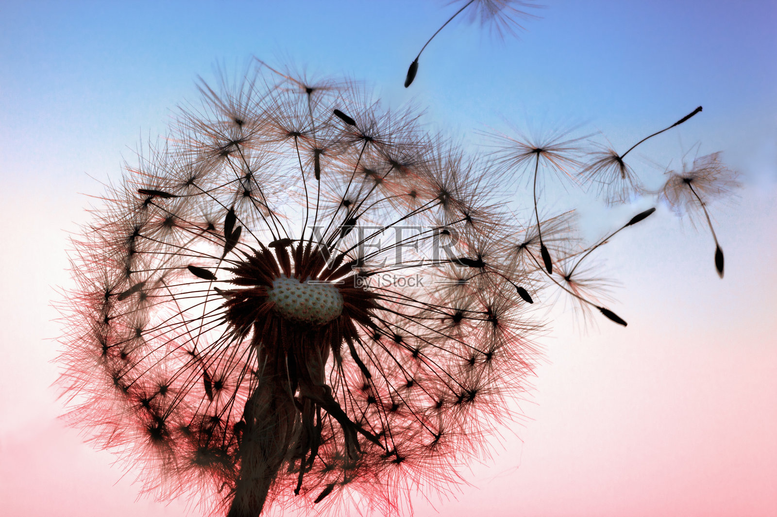 蒲公英照片摄影图片