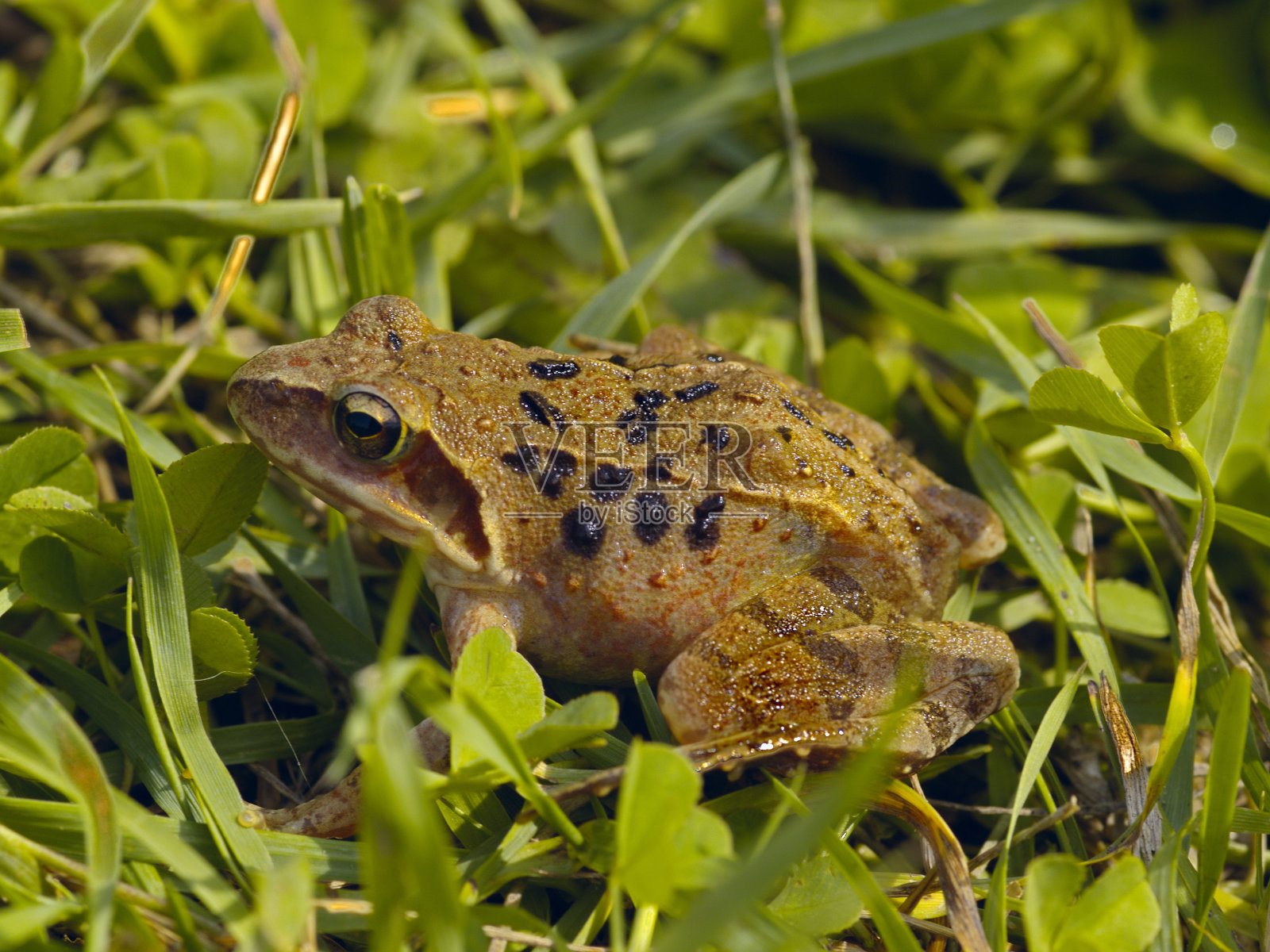 绿色草本植物的棕色大蟾蜍照片摄影图片