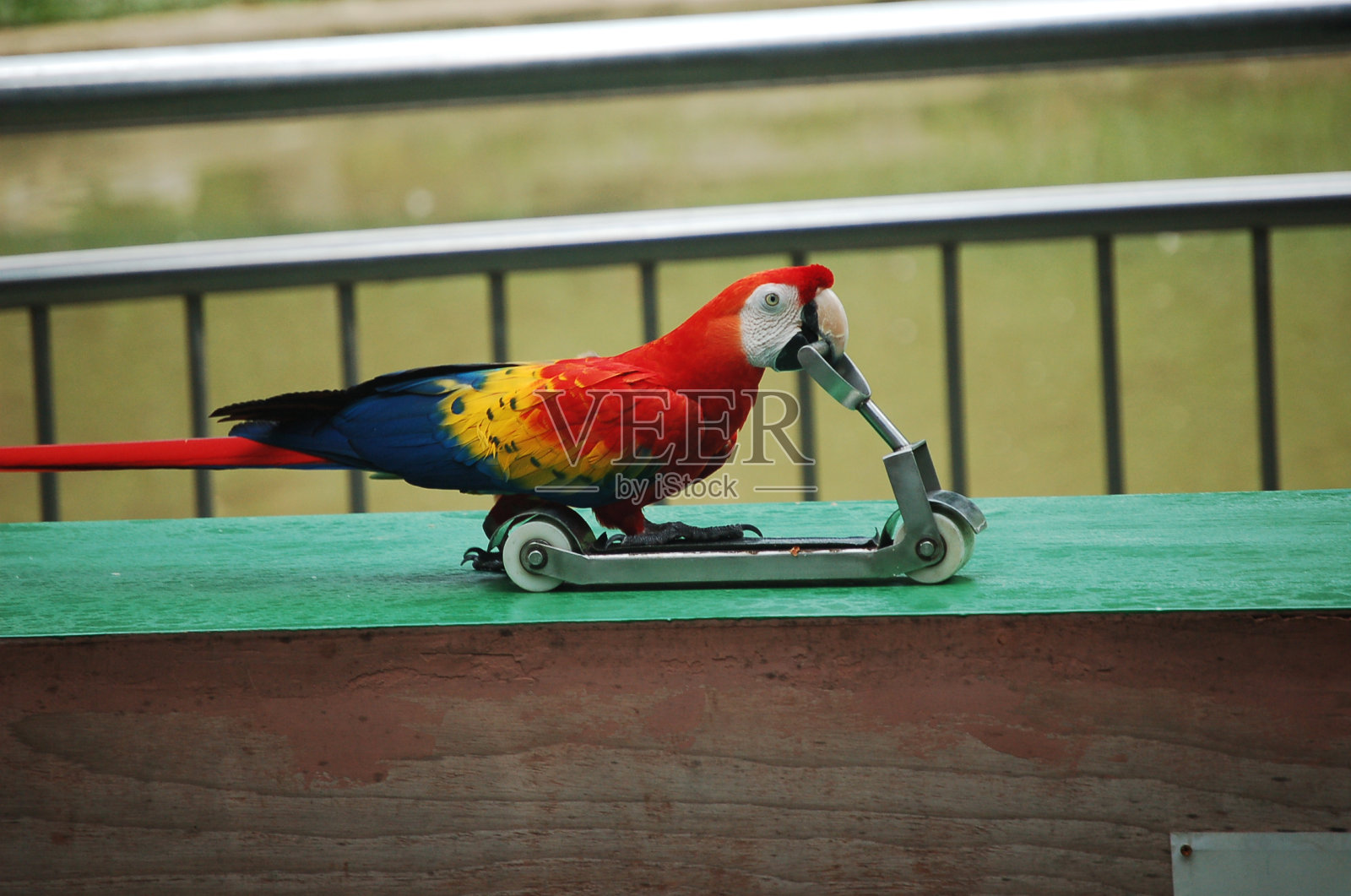 鹦鹉照片摄影图片