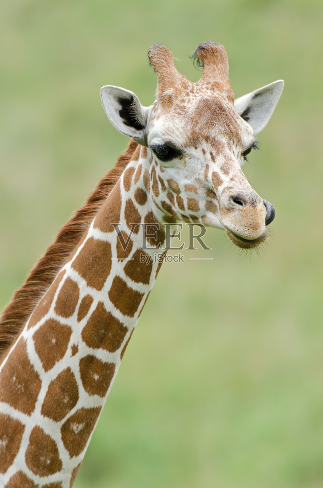 网状的长颈鹿肖像照片摄影图片