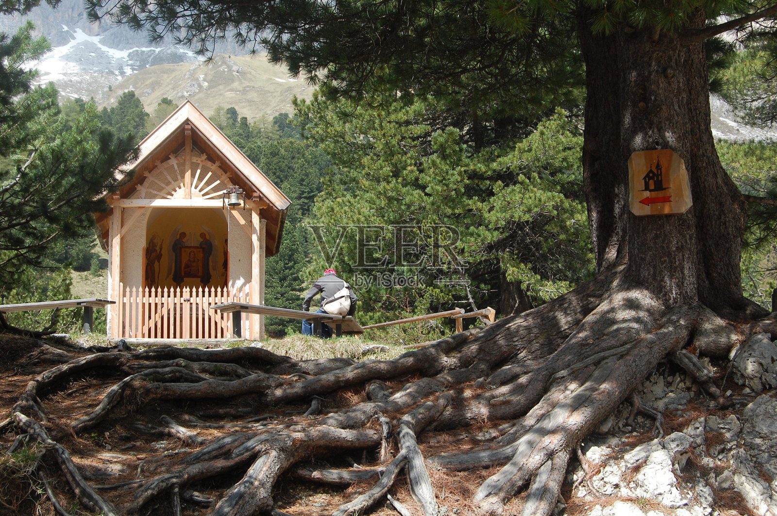 在一棵有根的松树旁的小教堂照片摄影图片