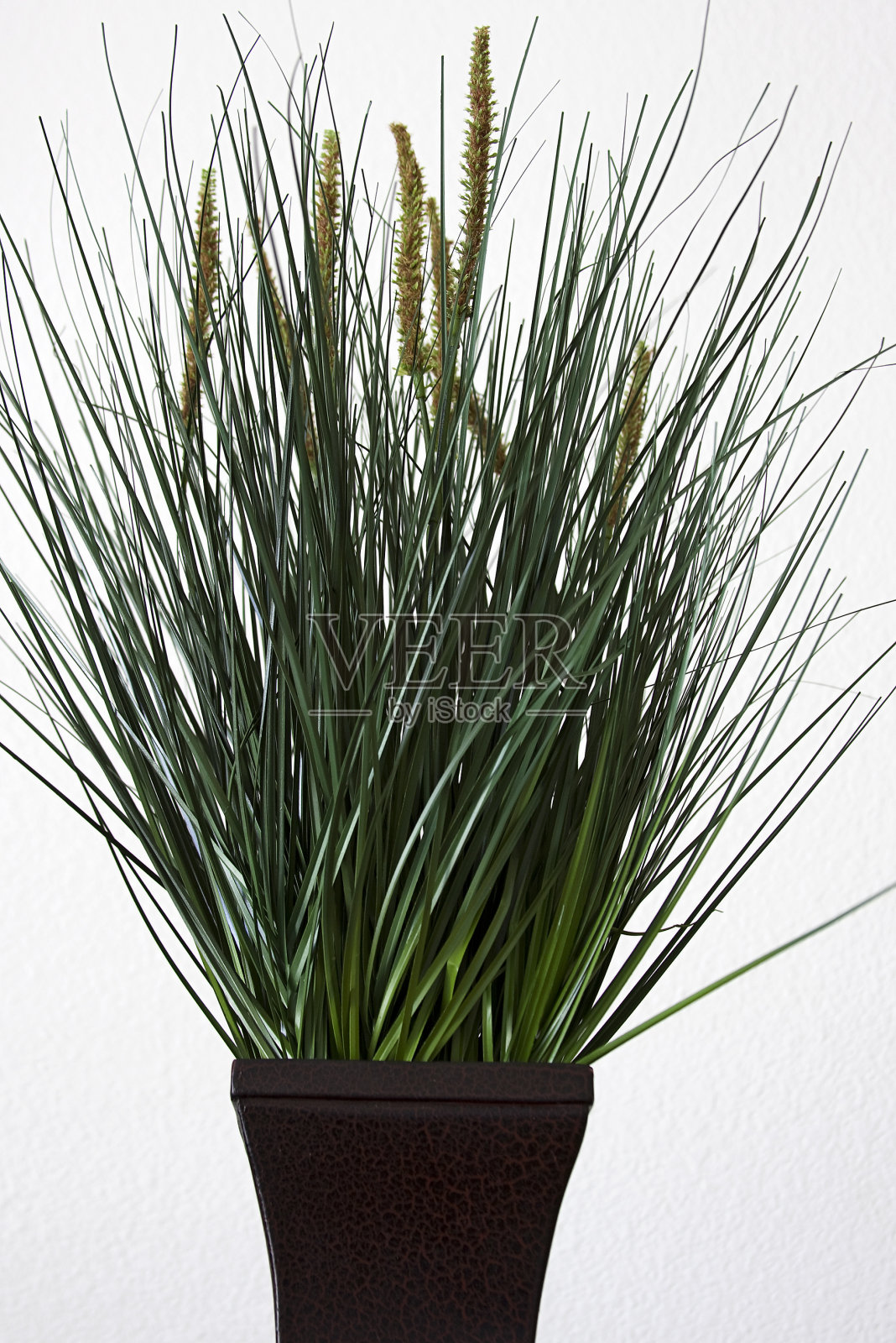 白墙边的植物照片摄影图片