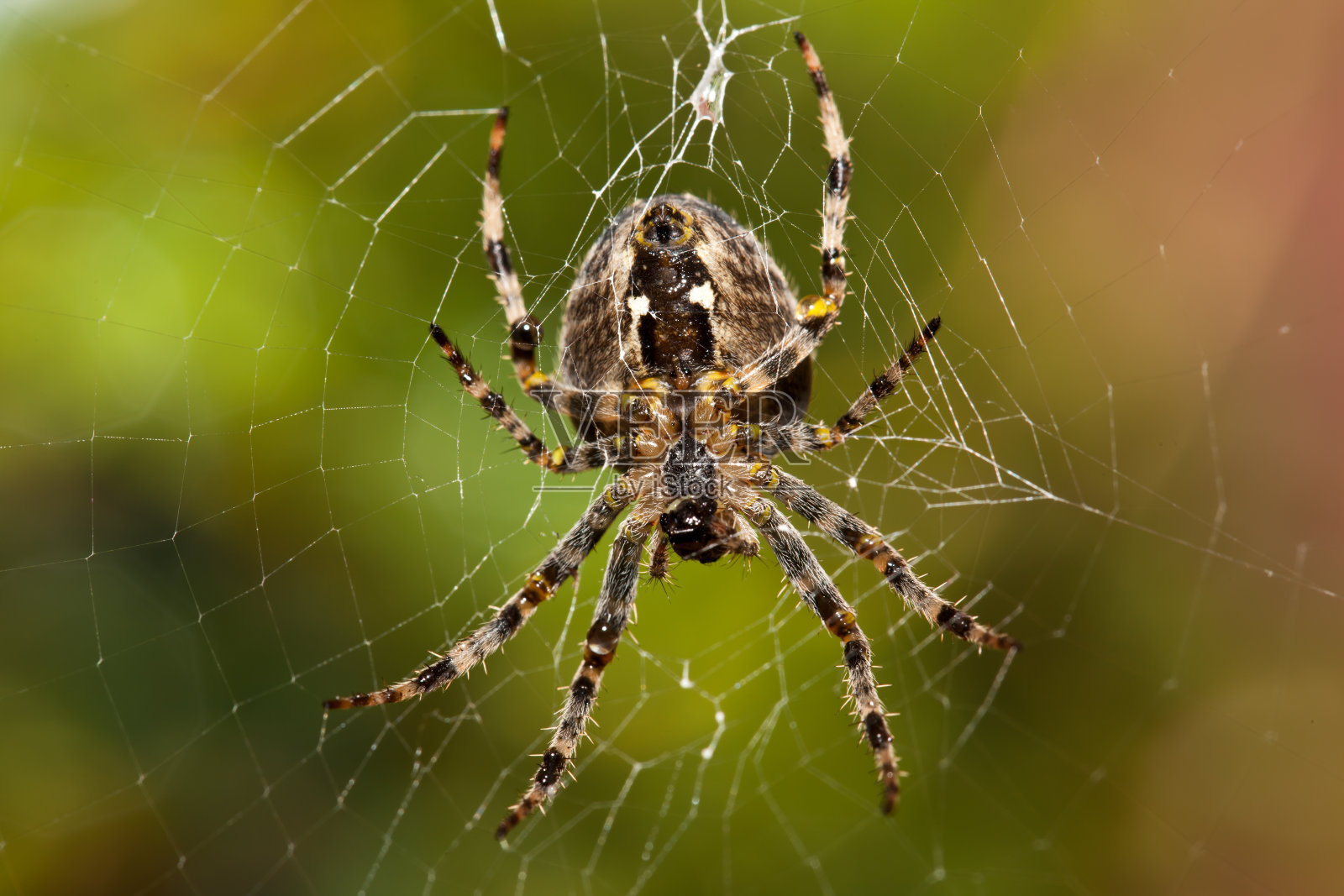 大花园的蜘蛛照片摄影图片