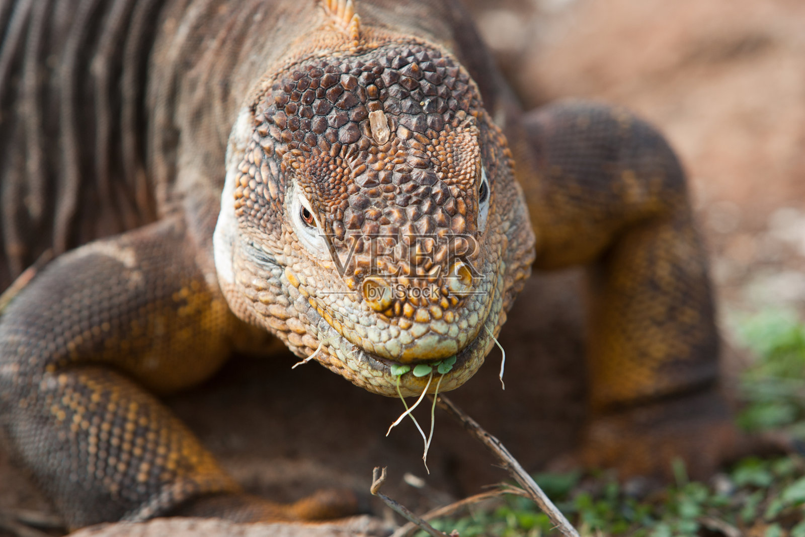 陆地鬣蜥照片摄影图片