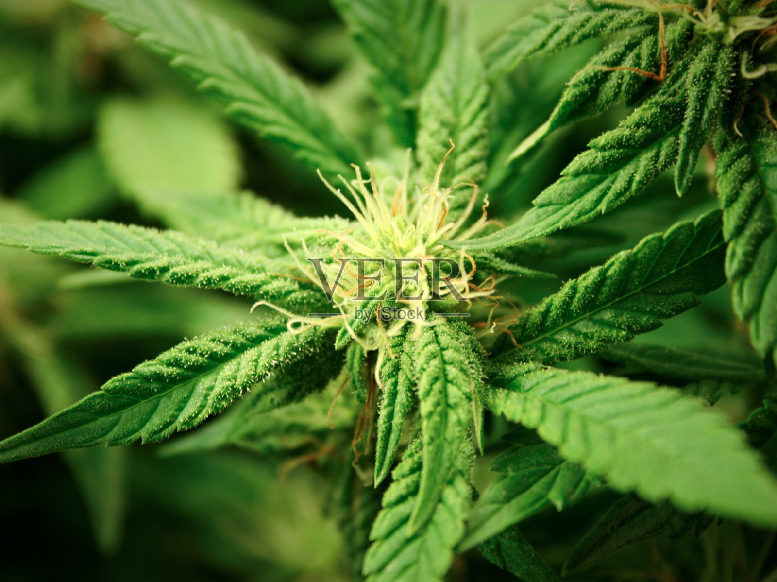 医疗大麻,特写镜头。照片摄影图片