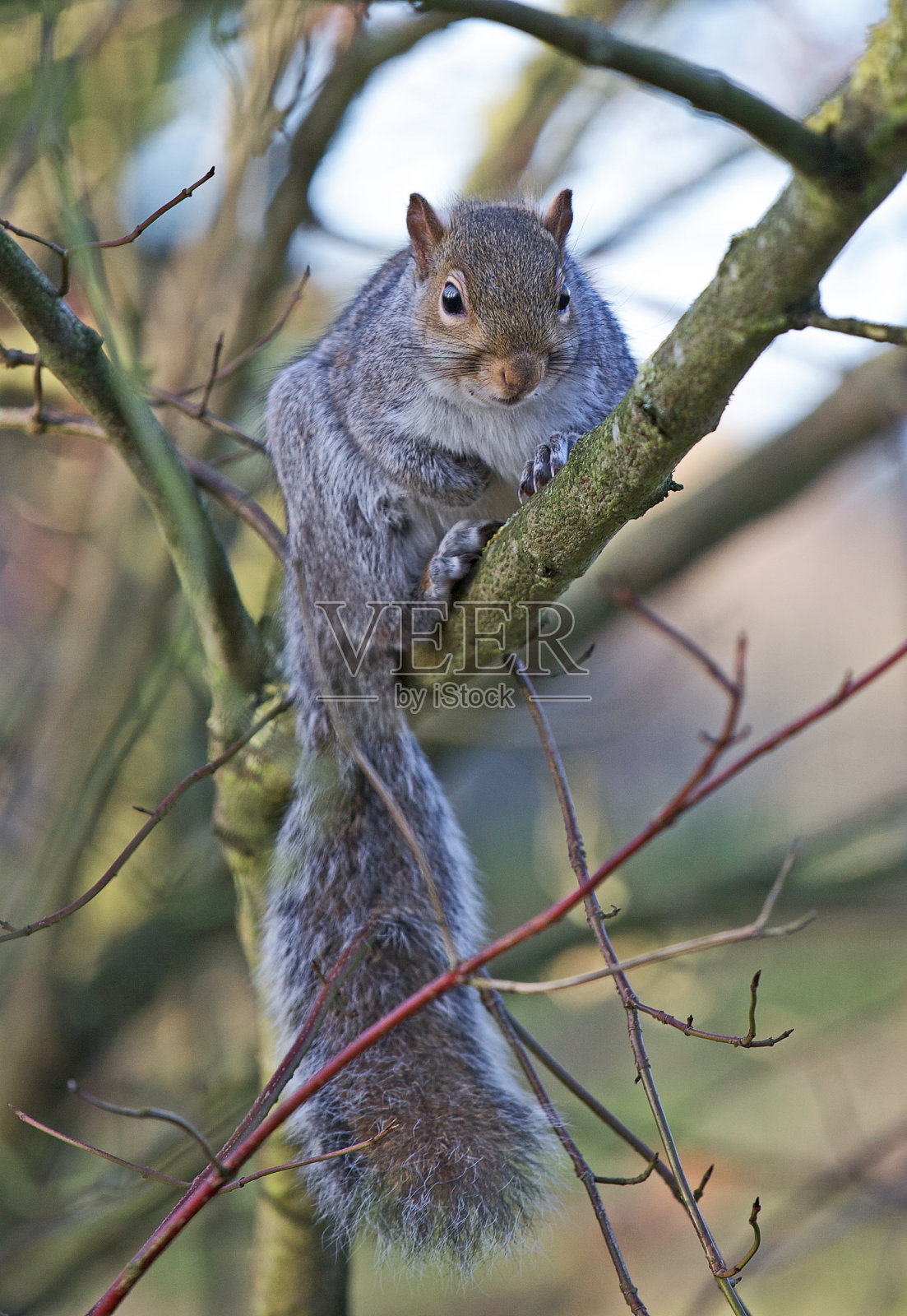灰松鼠在树枝上照片摄影图片