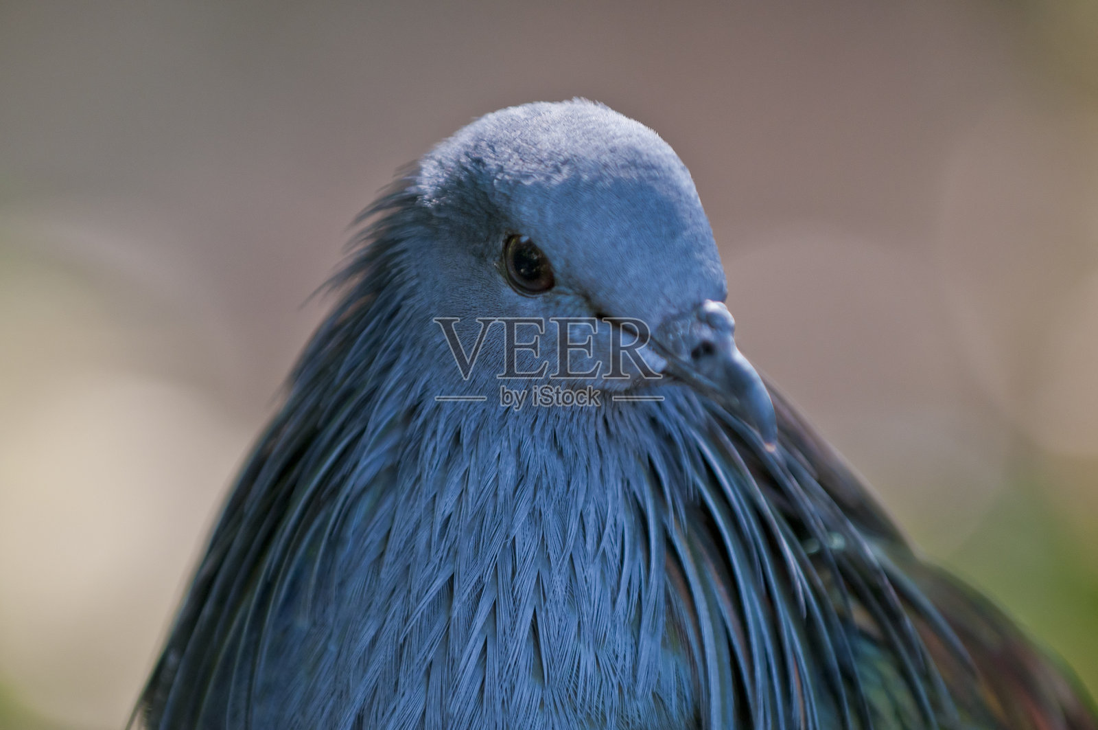 尼科巴鸽子照片摄影图片