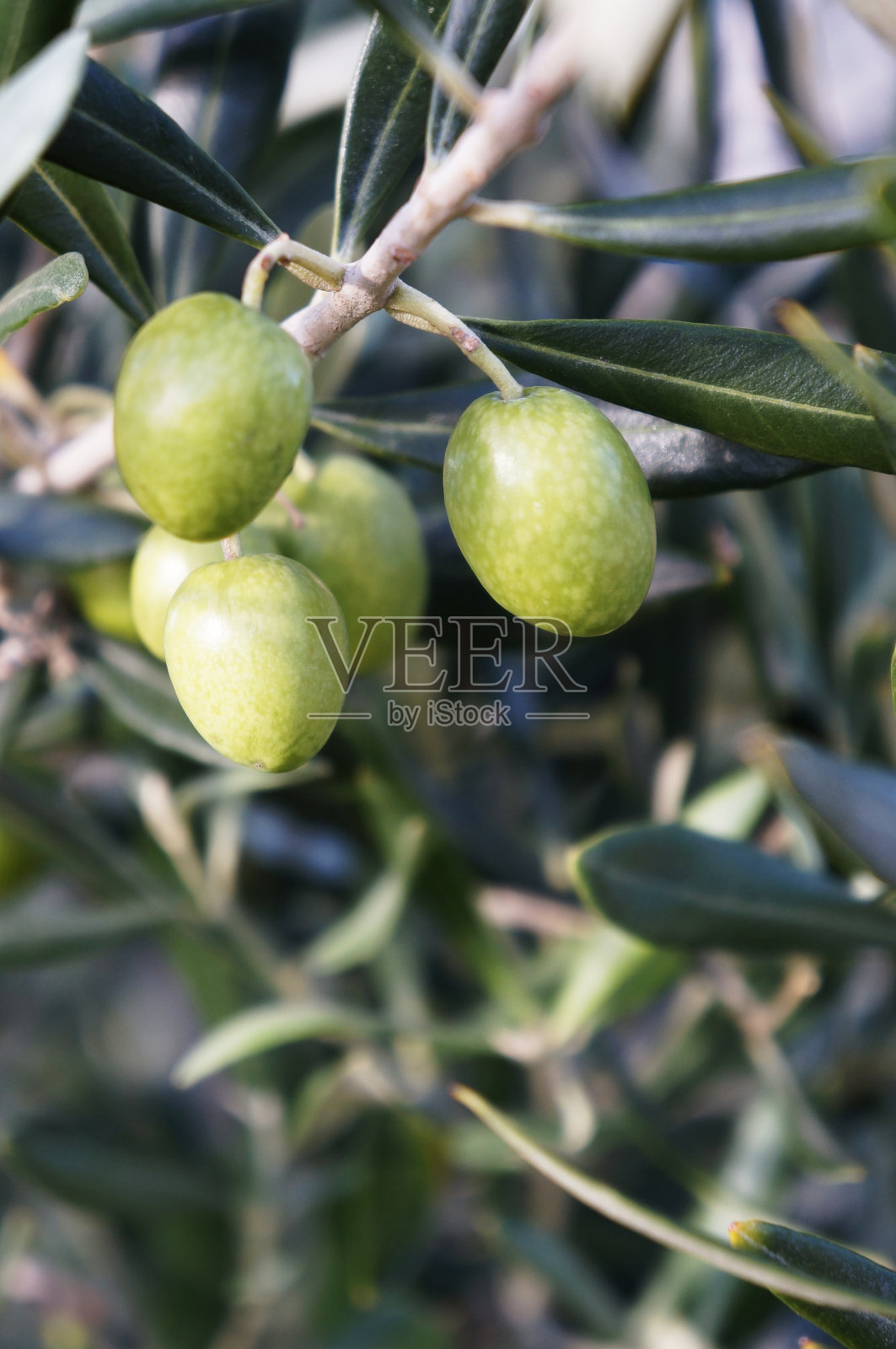 橄榄照片摄影图片