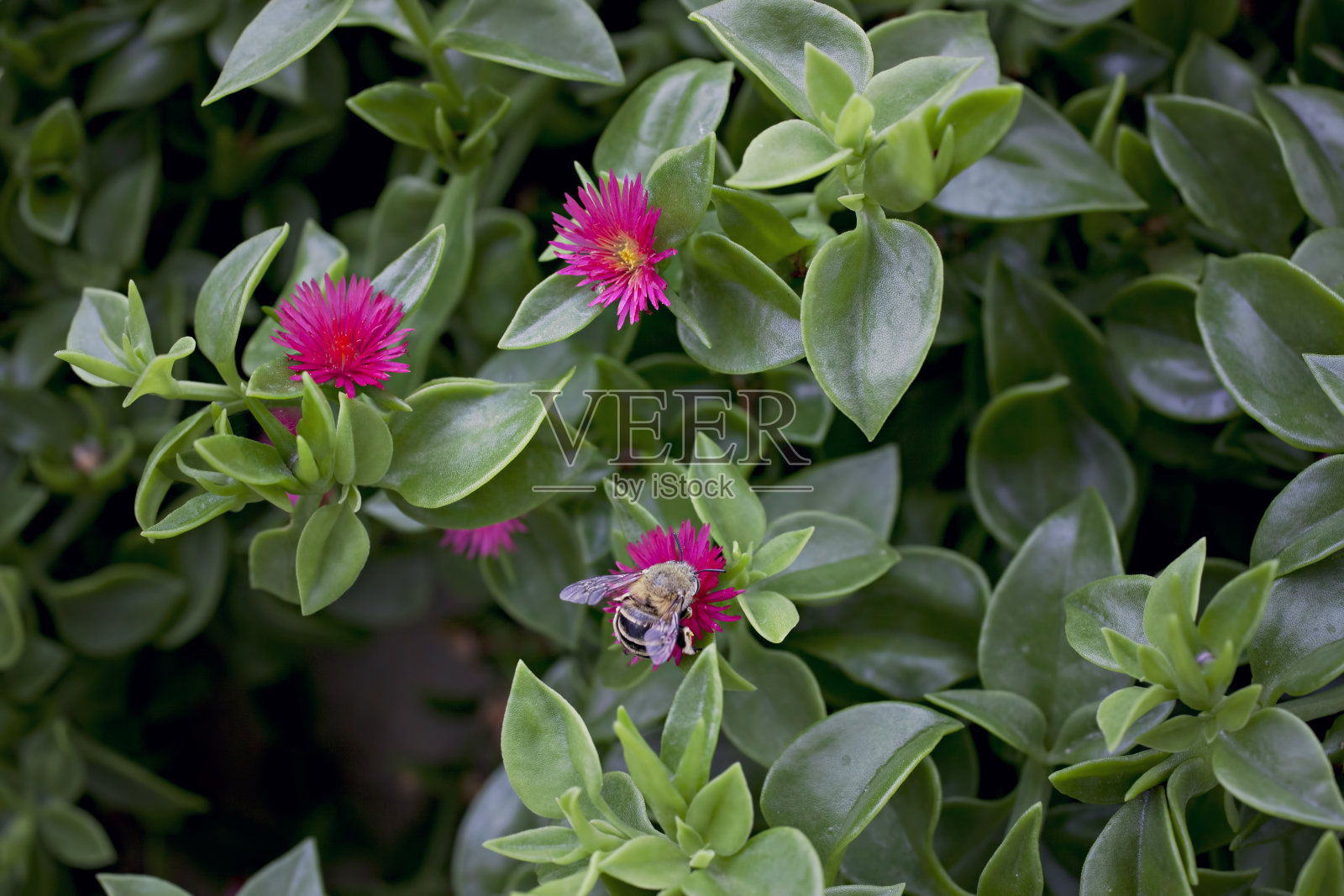 花上的蜜蜂照片摄影图片