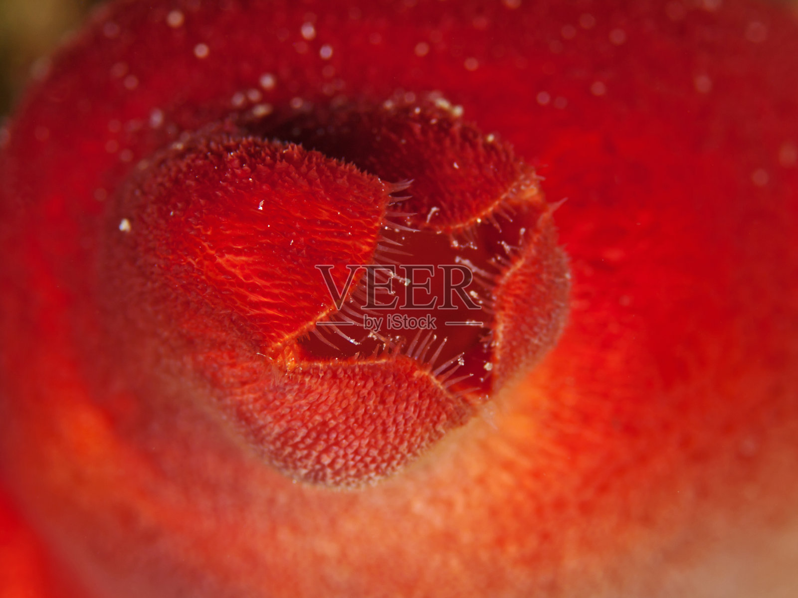 海鞘流出口(海鞘)照片摄影图片