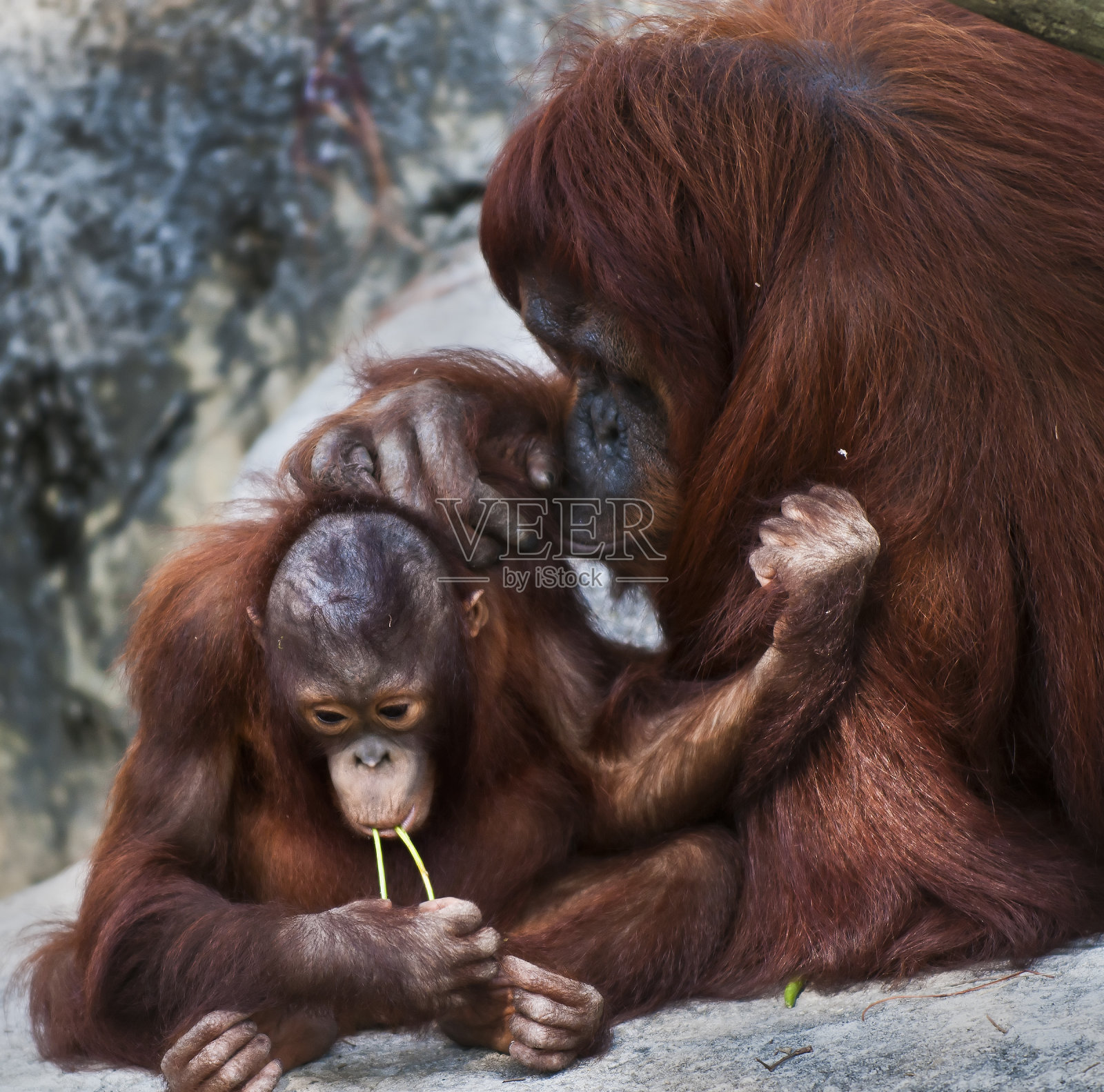 你吃蔬菜照片摄影图片