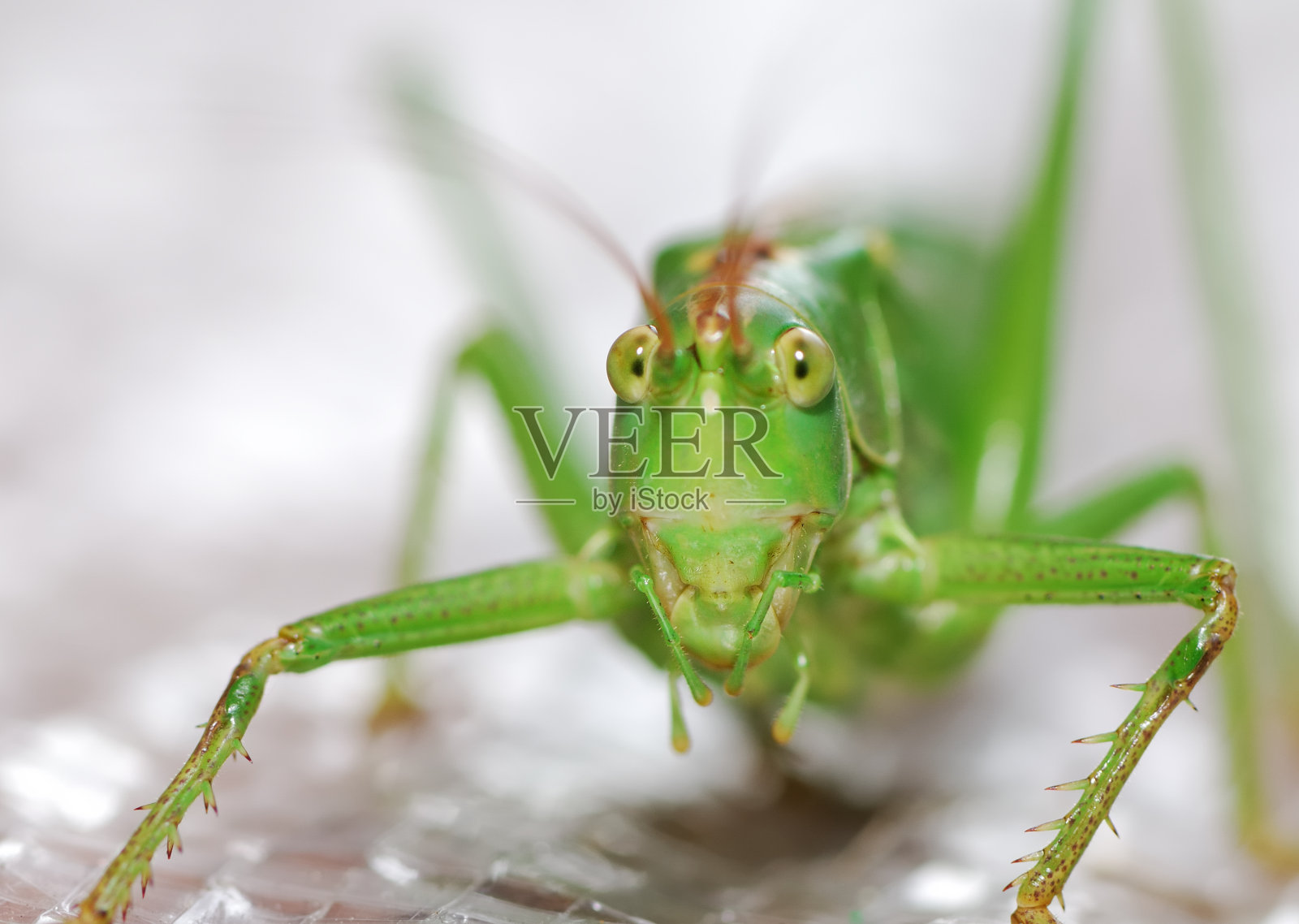 蚱蜢照片摄影图片