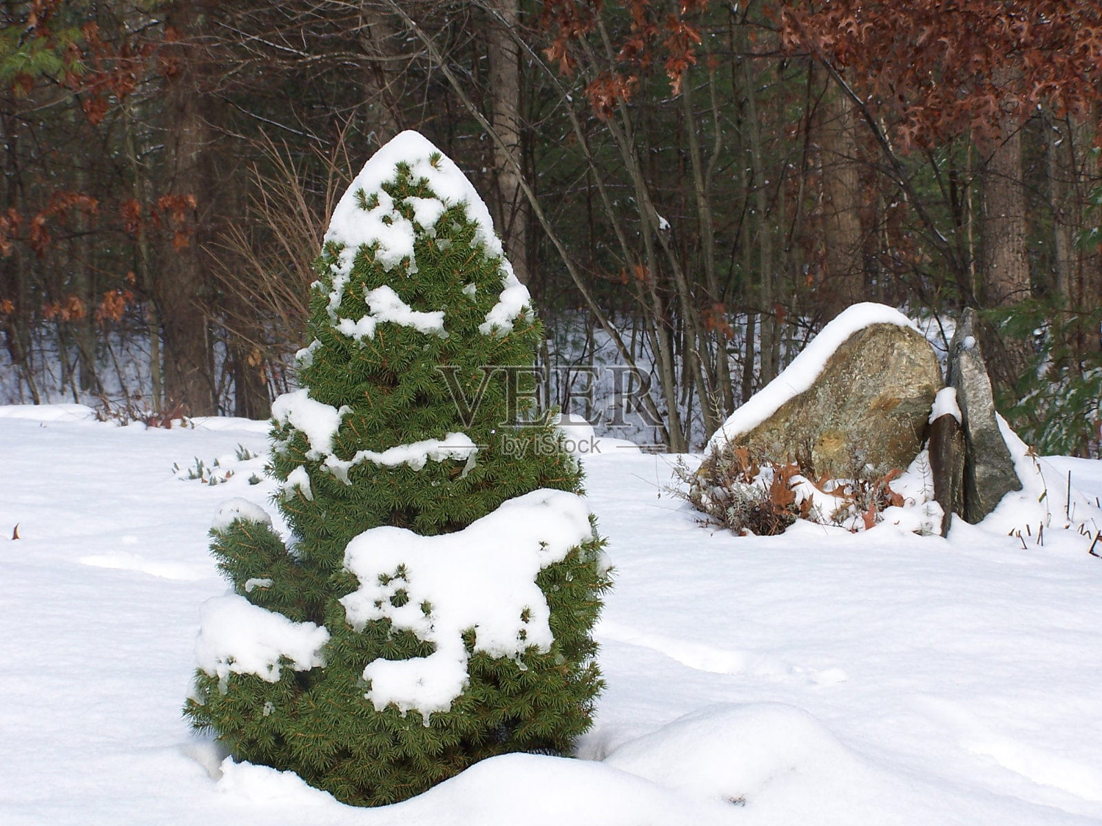 云杉树照片摄影图片