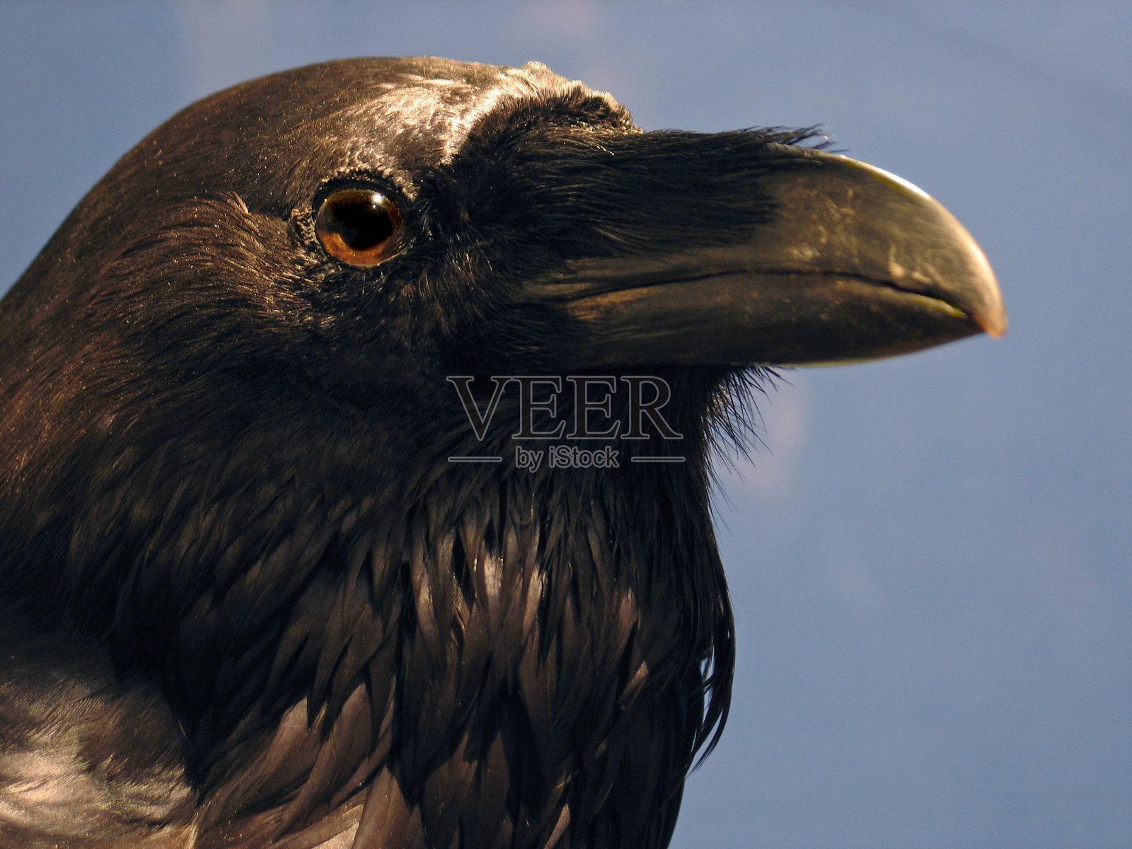 鸟的特写镜头照片摄影图片