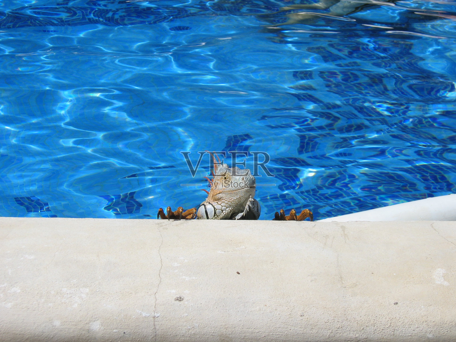 游泳池里的鬣蜥，哥斯达黎加照片摄影图片