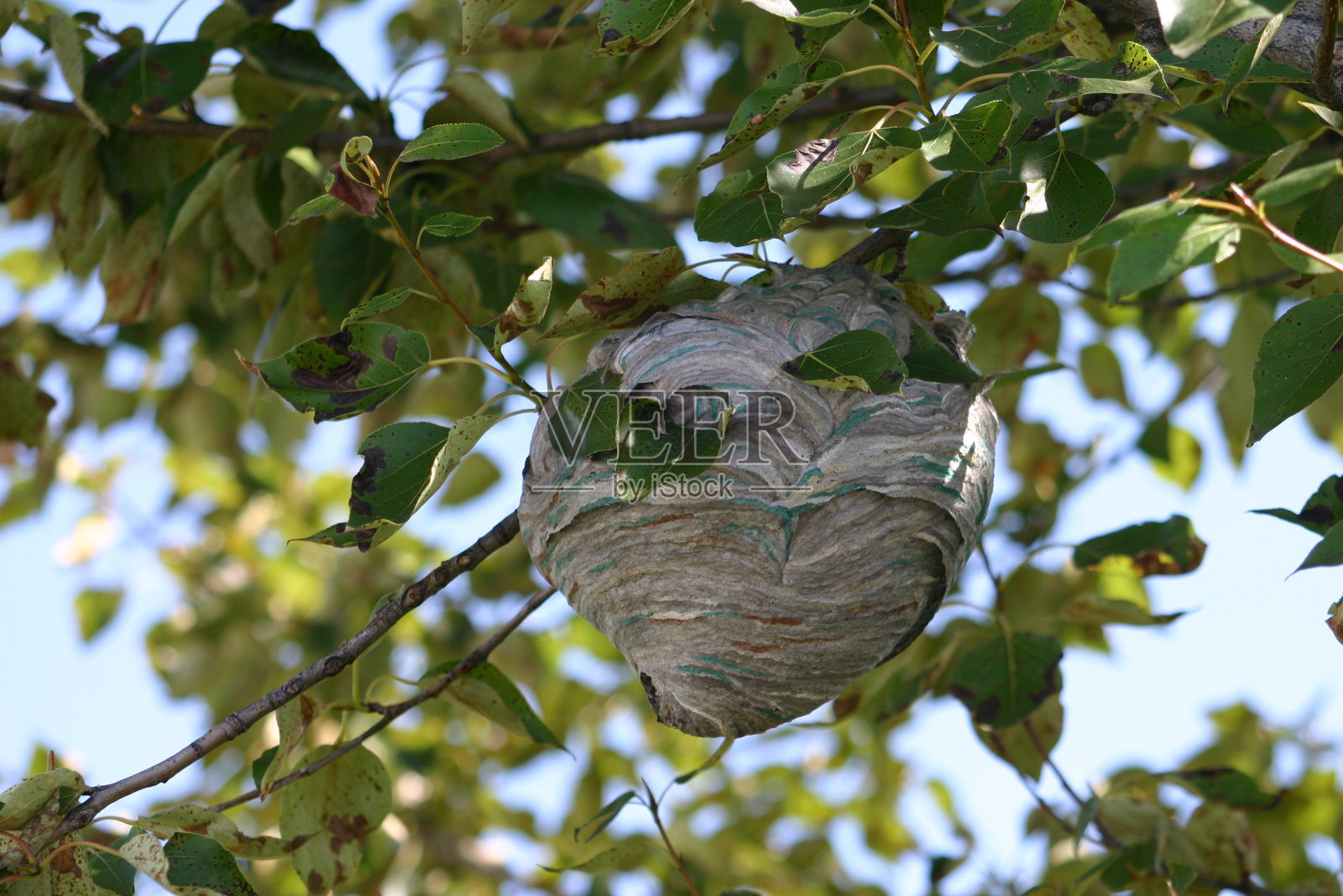 一只大黄蜂在一根绿叶树枝上筑巢照片摄影图片