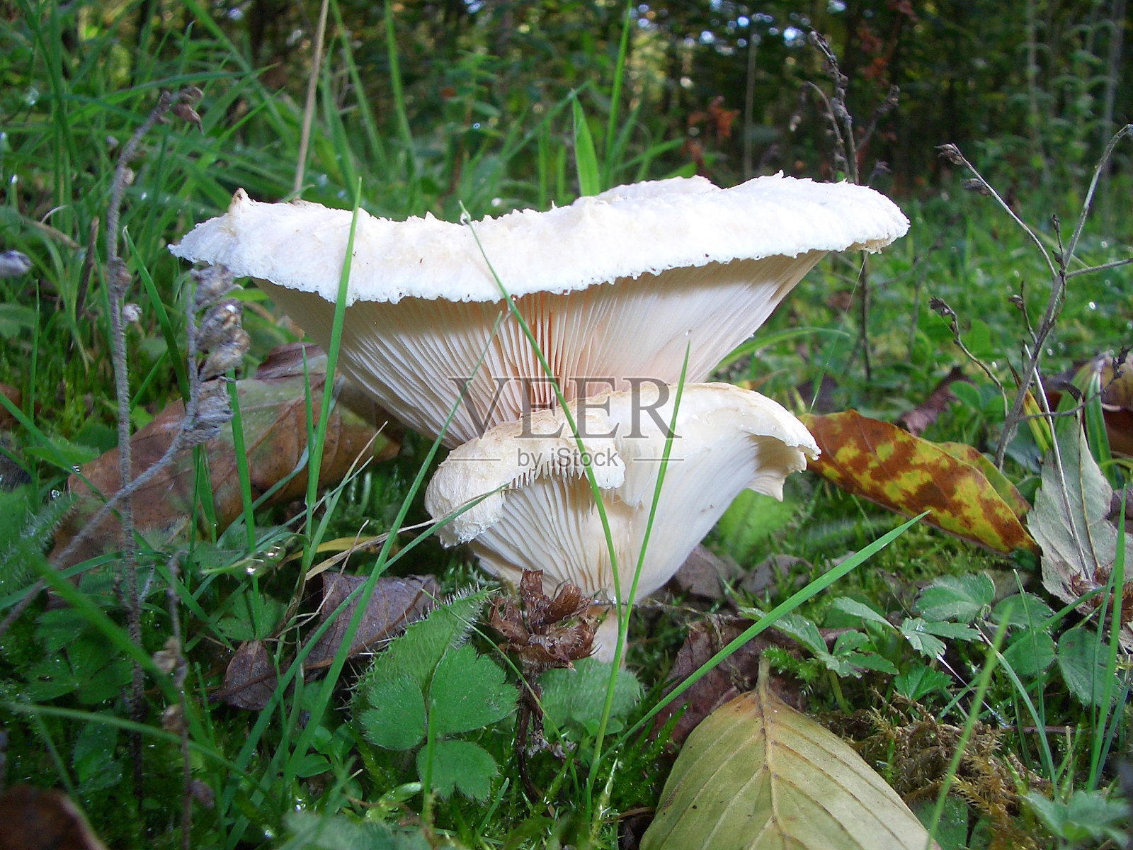 微型世界- 1照片摄影图片