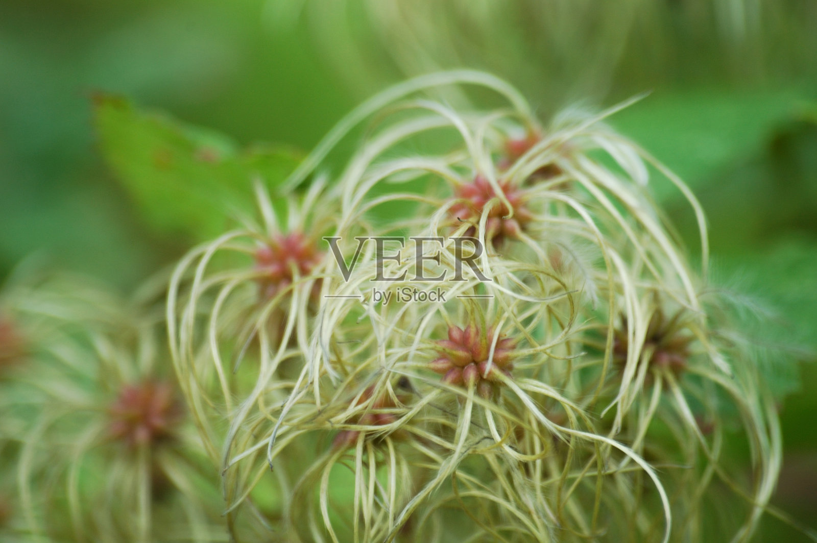 韦德利菲瓦利照片摄影图片