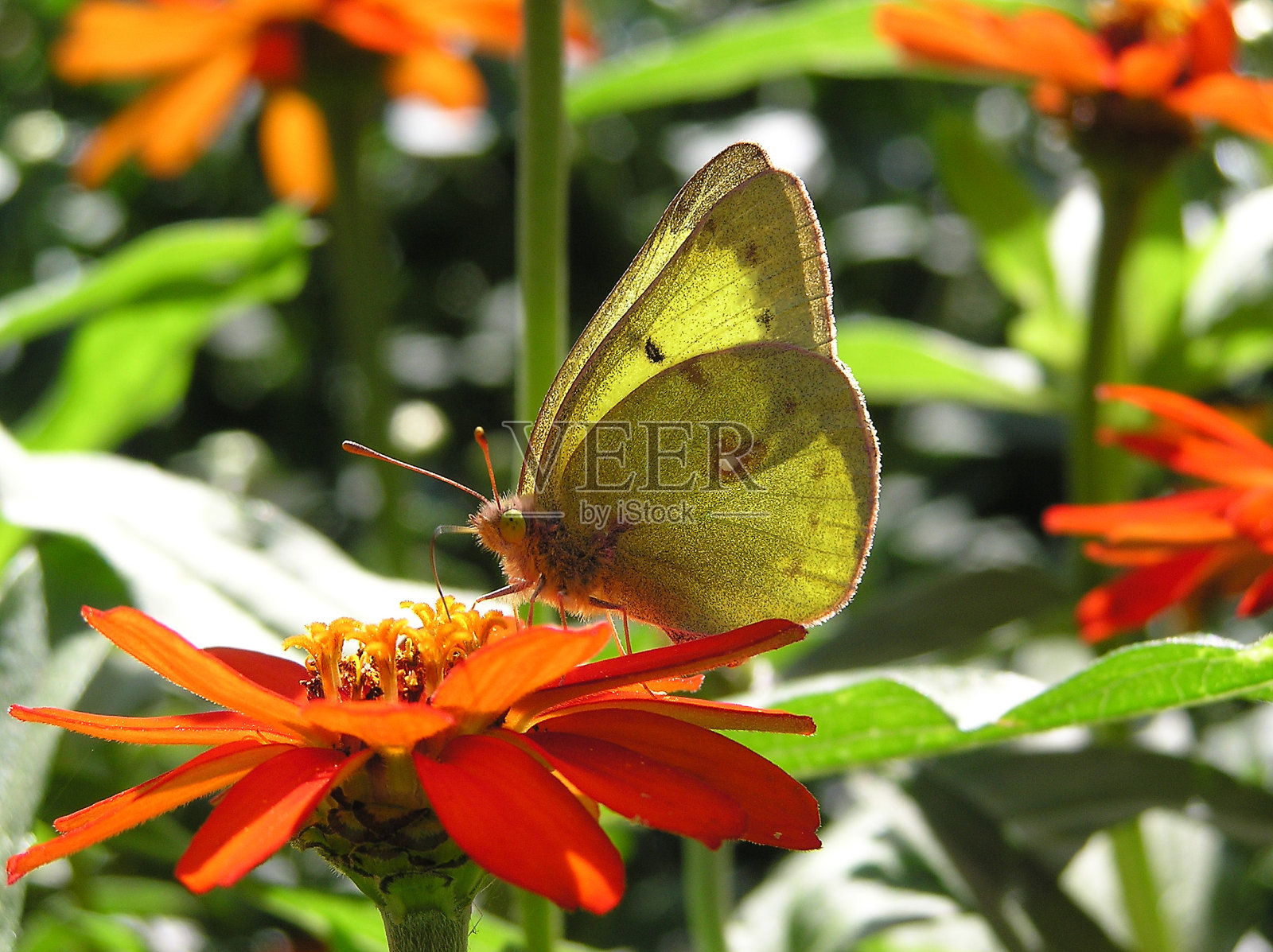 常见的硫照片摄影图片