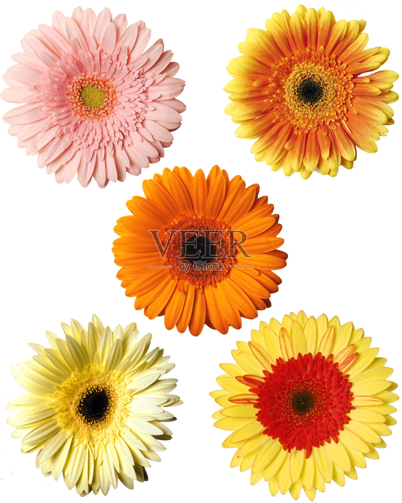 非洲菊曼联照片摄影图片