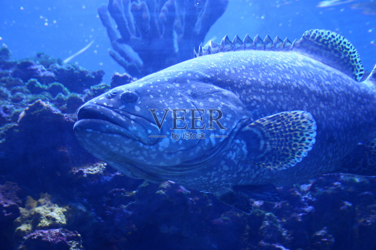 蓝色的鱼照片摄影图片