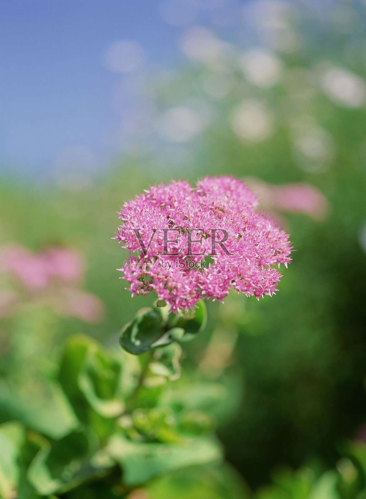 野花照片摄影图片