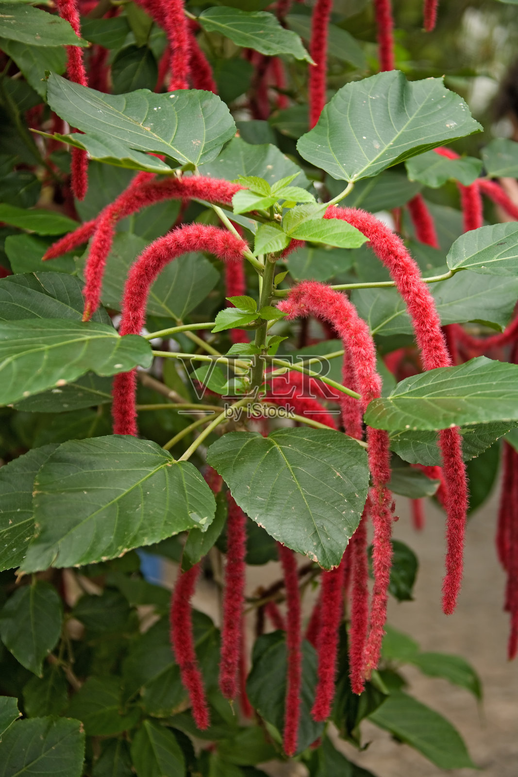 花008照片摄影图片