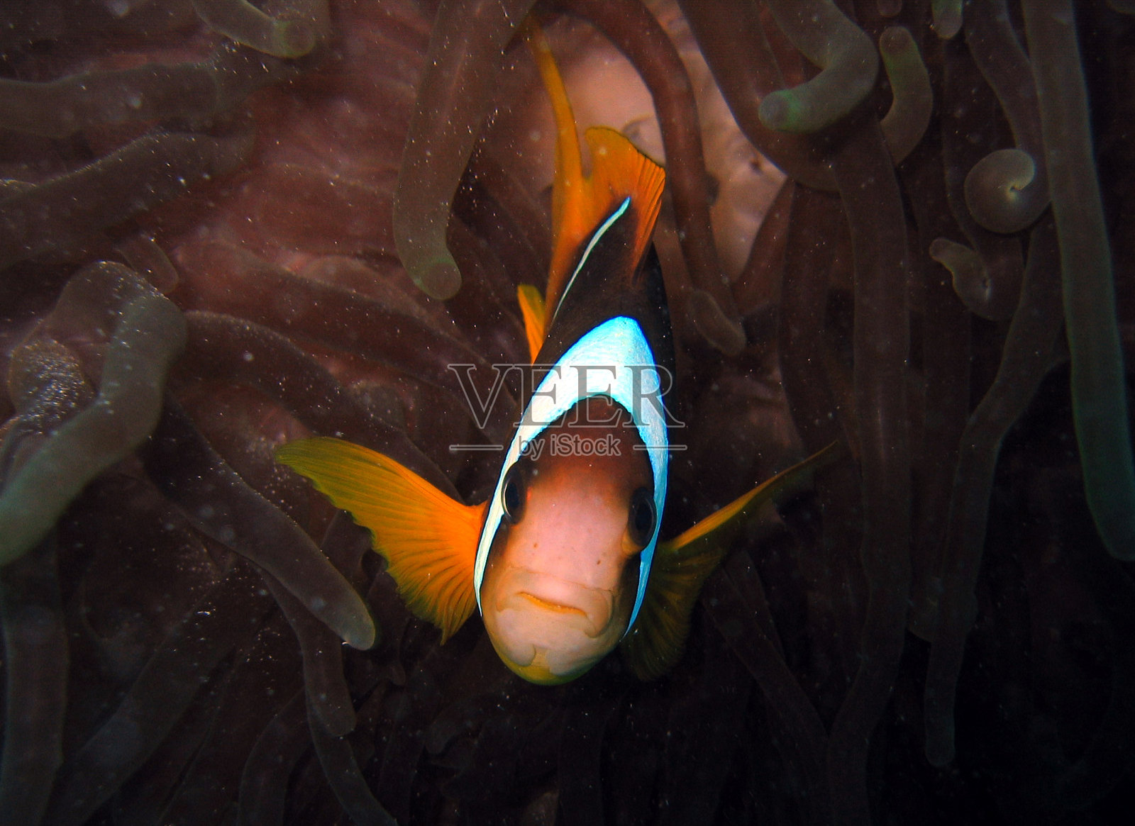 小丑鱼照片摄影图片