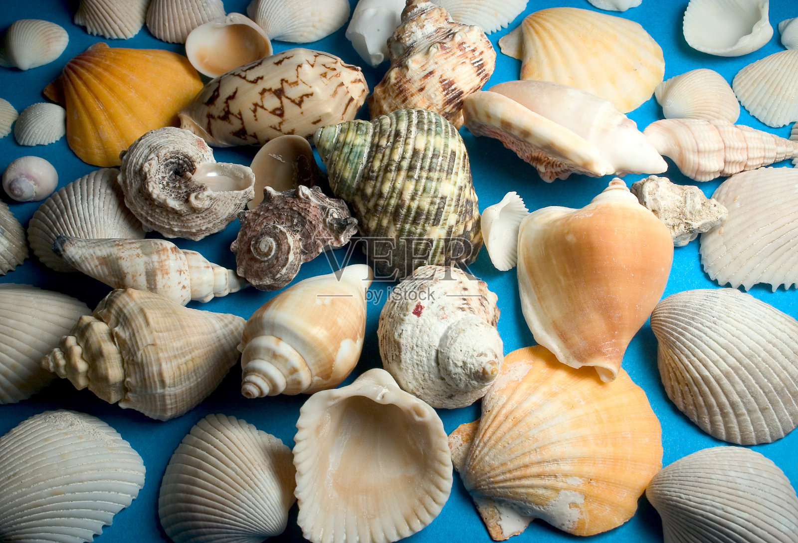 各种各样的贝壳照片摄影图片