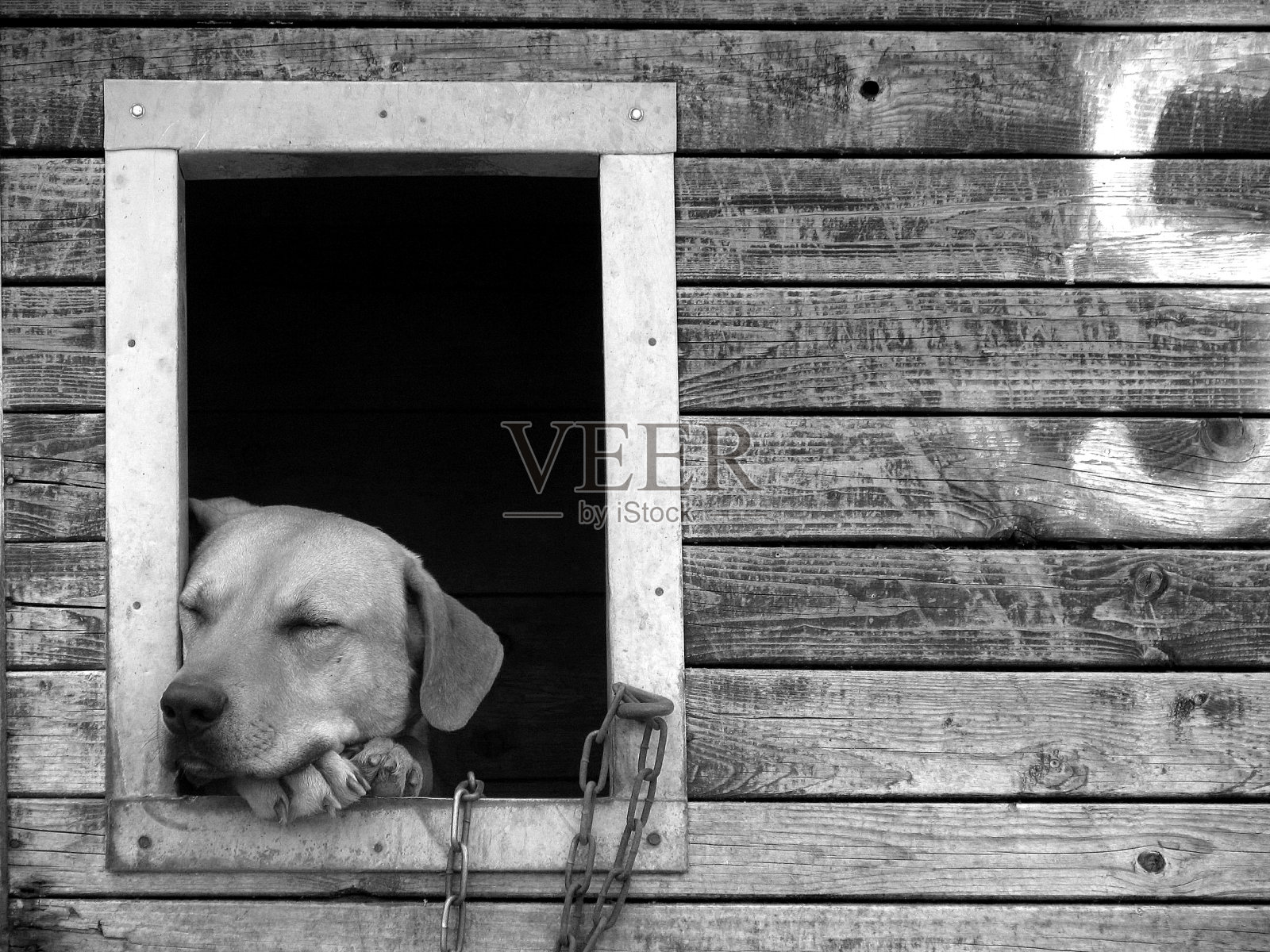 睡觉的狗照片摄影图片