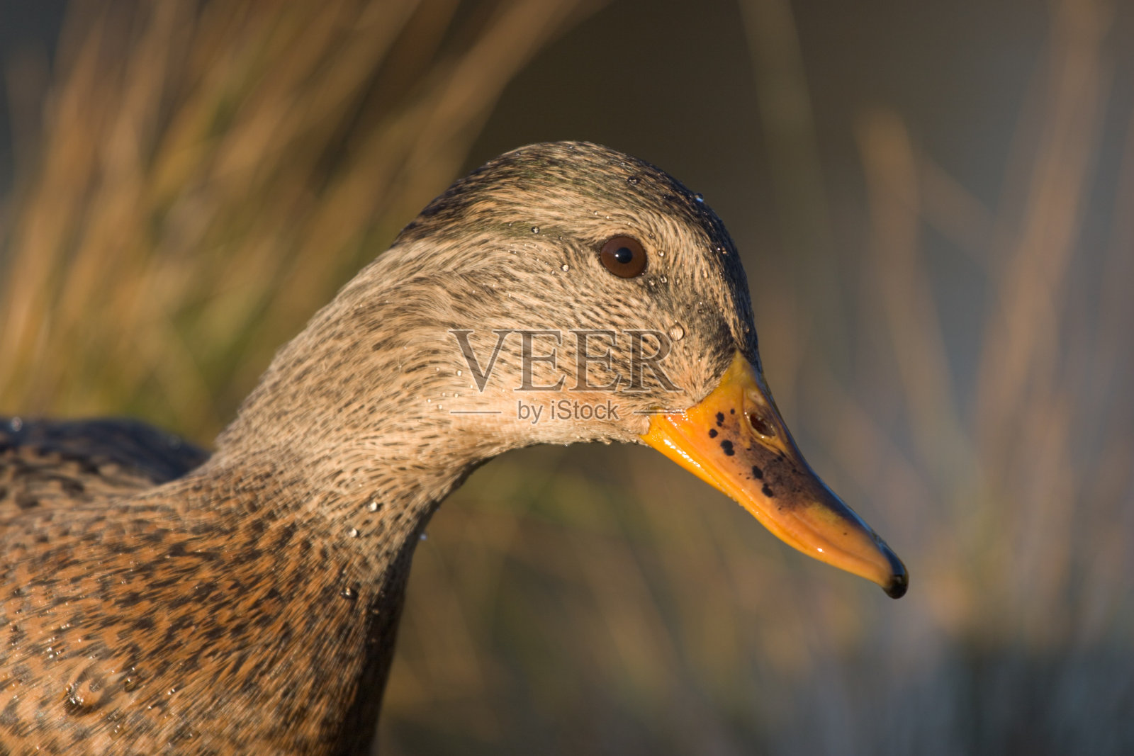 女性野鸭照片摄影图片