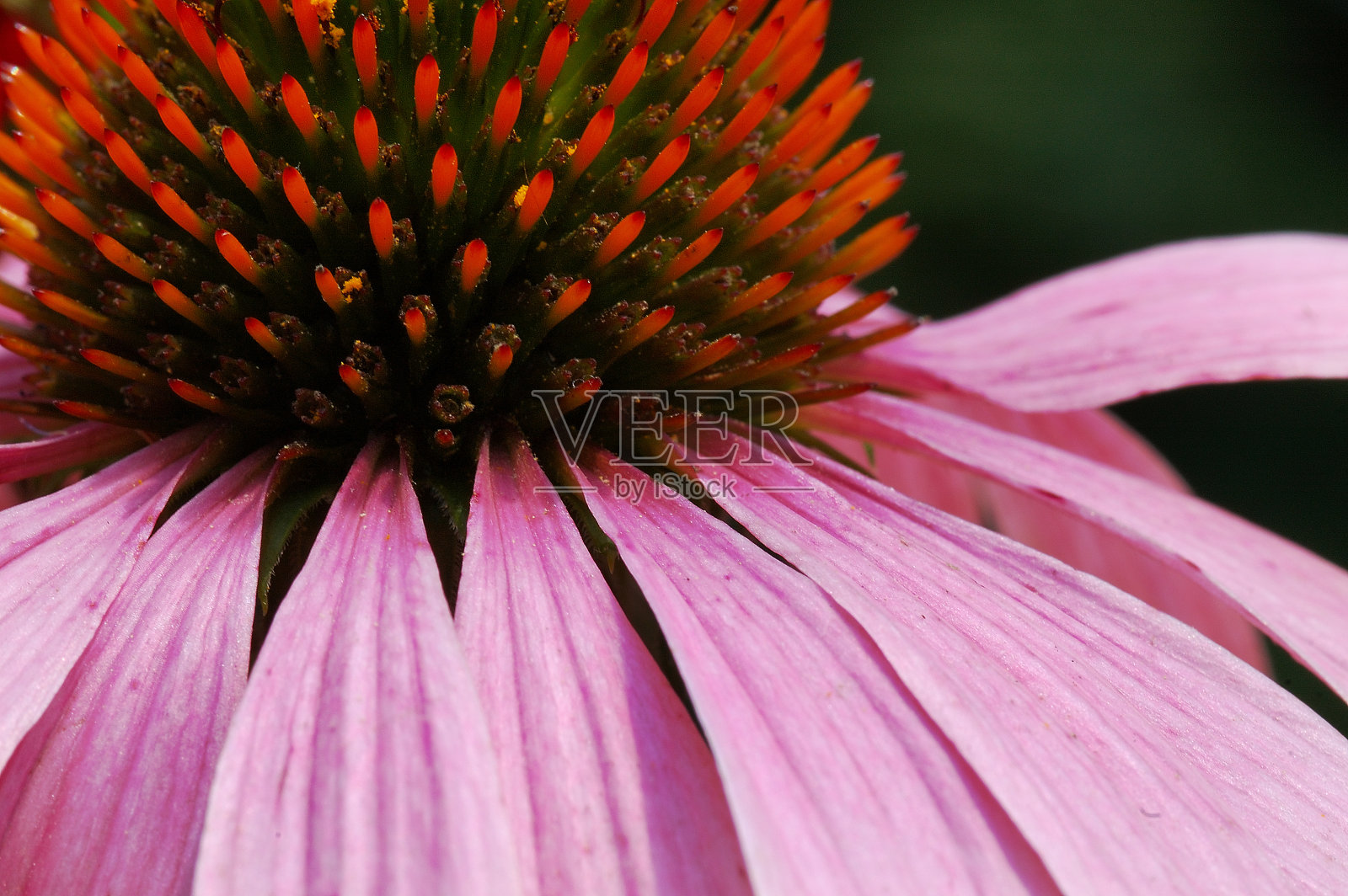 紫锥菊照片摄影图片