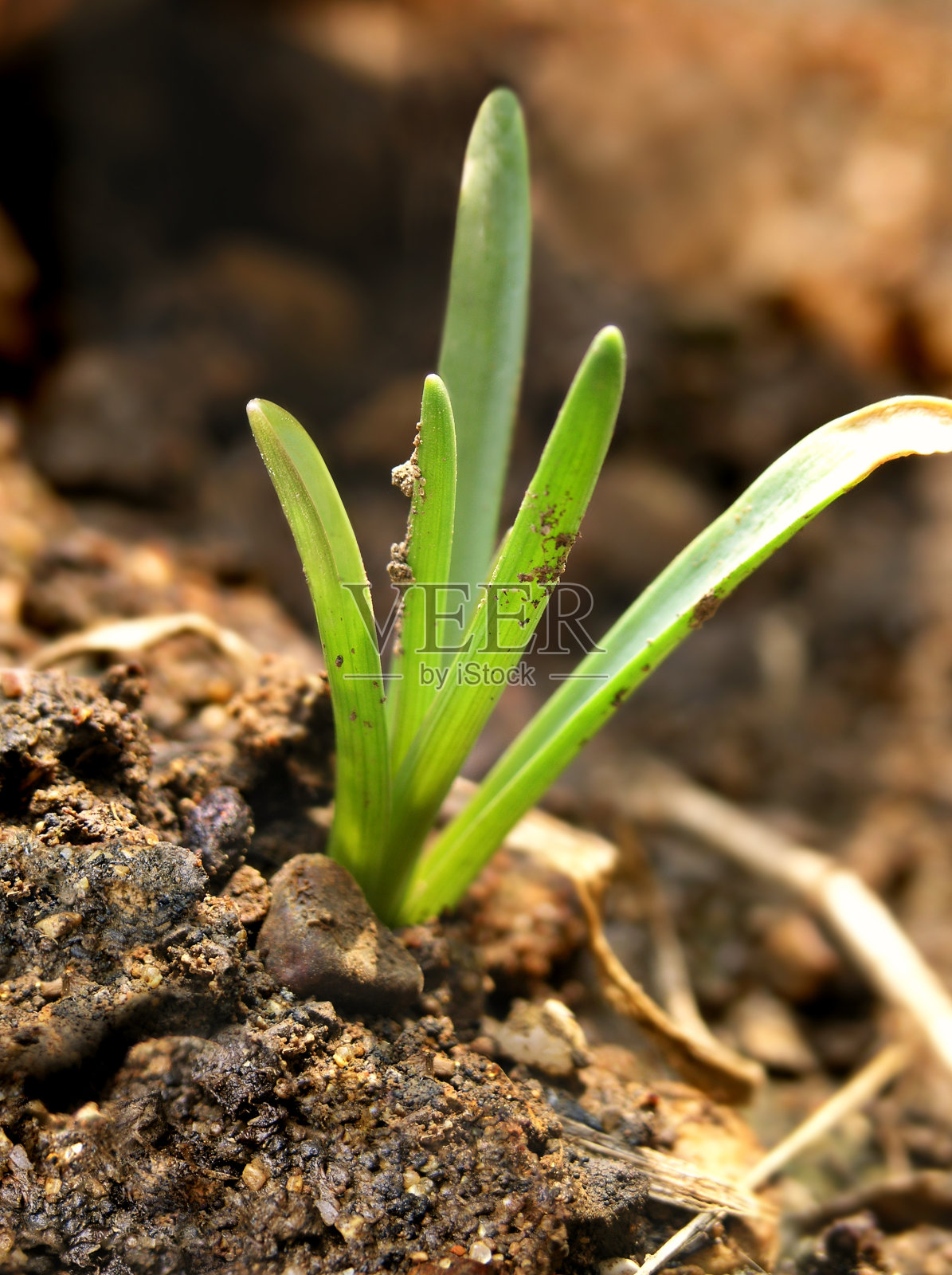 生命泉出来照片摄影图片