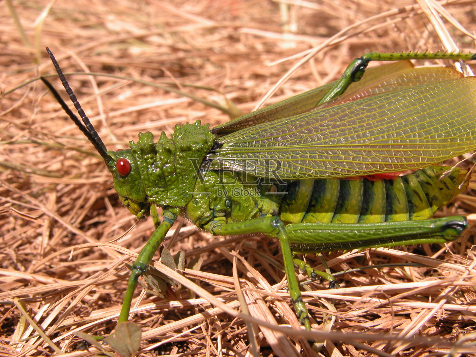 巨大的非洲蚱蜢特写照片摄影图片
