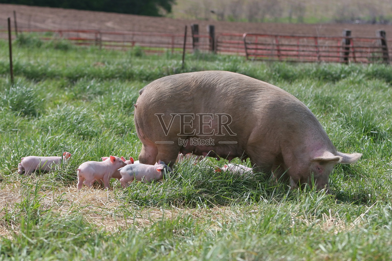 猪妈妈和猪宝宝照片摄影图片