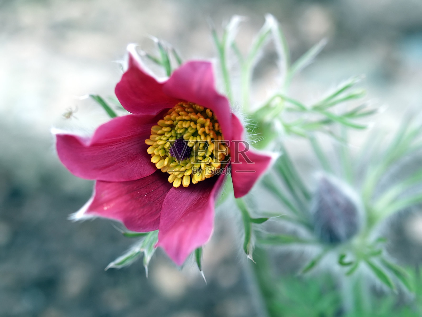 朝鲜白头翁特写照片摄影图片